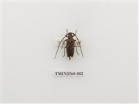 藏品(無紋粗天牛)的圖片